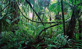 Тропические дождевые леса